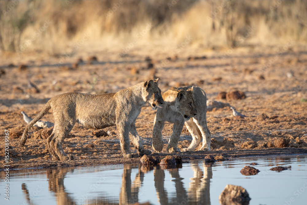 Fototapeta premium Lion at Etosha National Park, Namibia