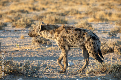 Hyena at Etosha National Park, Namibia
