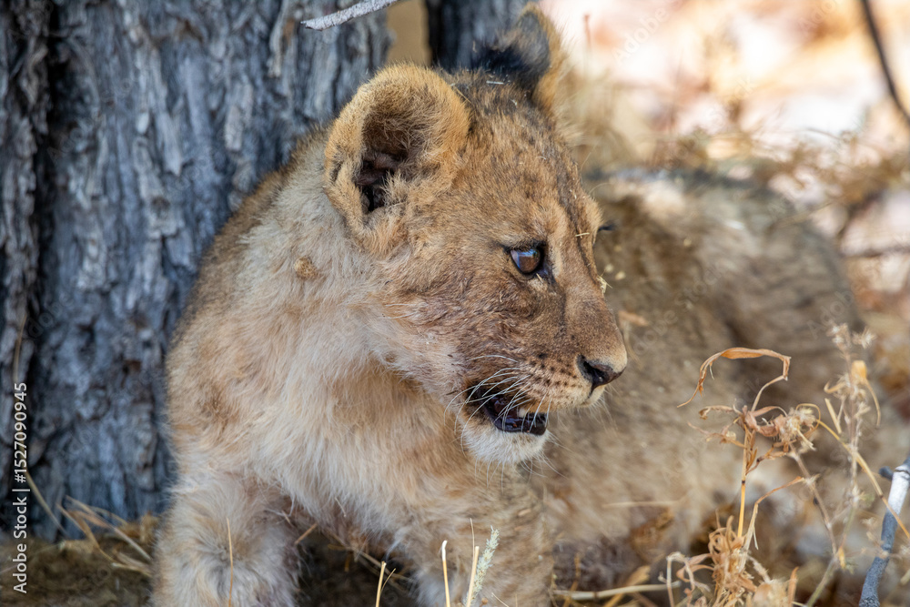 Fototapeta premium Lion at Etosha National Park, Namibia