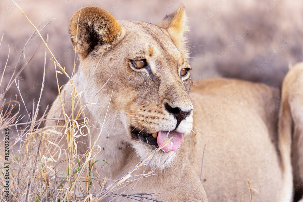 Obraz premium lioness in kgalagadi national park
