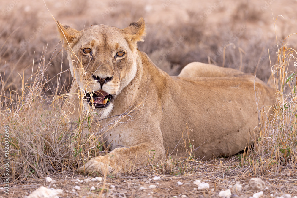 Fototapeta premium lioness in kgalagadi national park
