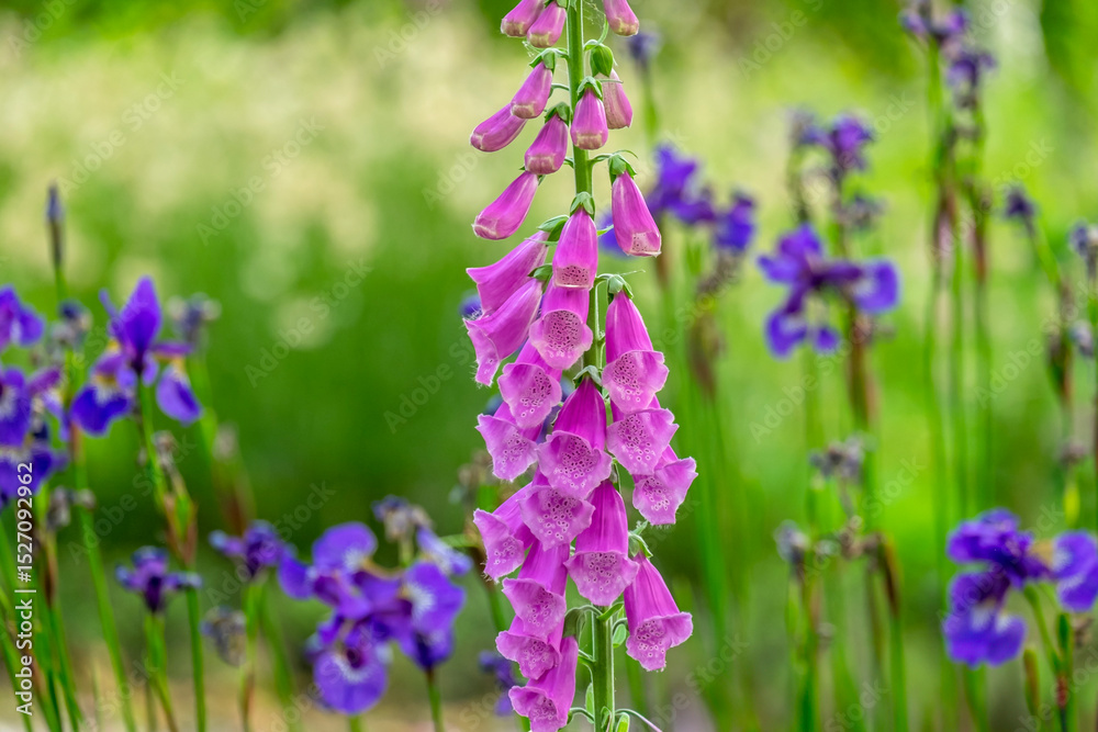 Fototapeta premium Fingerhut (Digitalis purpurea)
