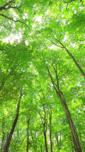 vertical video of green trees in the forest
