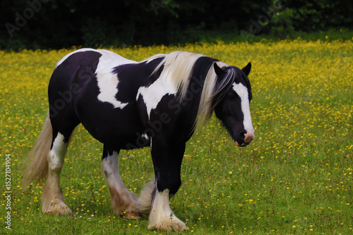 Horse in field of yellow dandelions. 