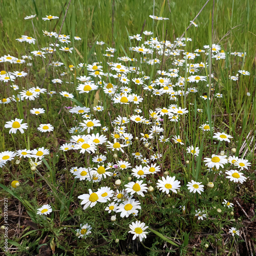 Fototapeta Naklejka Na Ścianę i Meble -  Lush blooming wild daisy or chamomile or ox-eye daisy with white flowers among fresh green grass growth on meadow at summer day. Beautiful summertime wildflower natural background, soft focus.