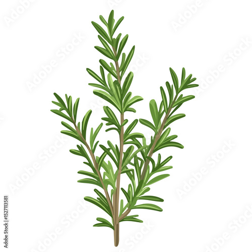 2D flat A Rosemary Plant illustration vector, isolated on a white background.