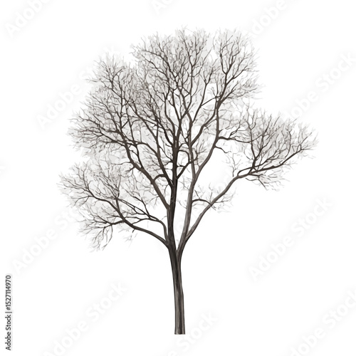 A Plane Tree illustration vector 2D flat, isolated on a white background.