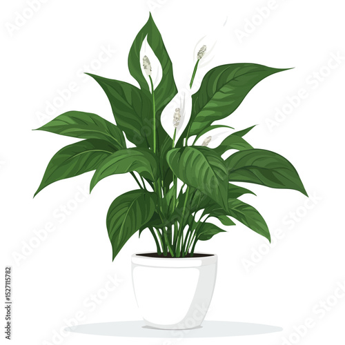 2D flat vector illustration of A Peace Lily Plant, isolated on a white background.