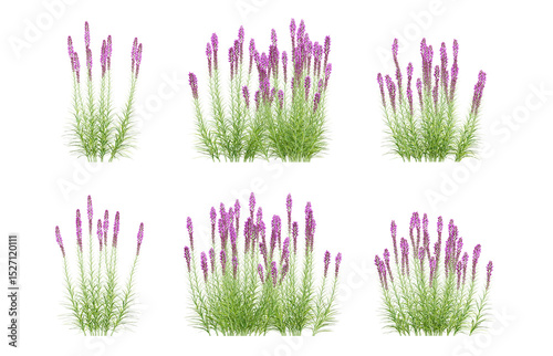 Set of 3d flower plants liatris spicata in different view on transparent background, png illustration