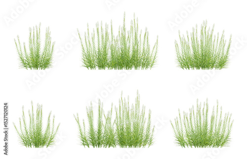 3d plants of liatris spicata in different view on transparent background, png illustration
