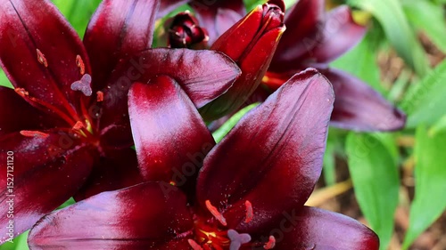 Lily flower.Burgundy lily flowers the summer garden.Chocolate colored lilies.Dark red bulbous summer flowers. y 4k footage