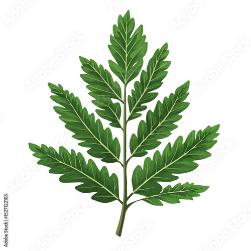 2D flat A Mimosa Leaf vector illustration, isolated on a white background.