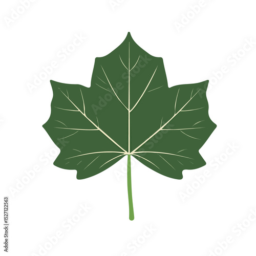 2D flat A Maple Leaf illustration vector, isolated on a white background.