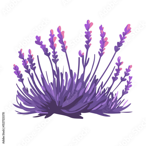 2D flat A Lavender Plant illustration vector, isolated on a white background.
