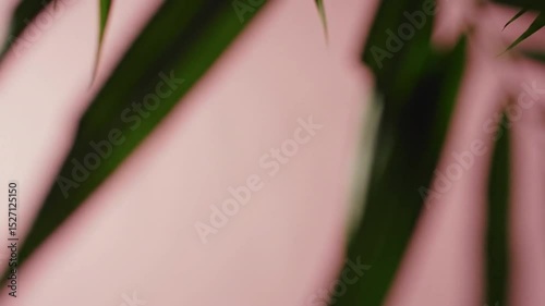 Palm Fronds in Soft Focus: Tropical Abstract