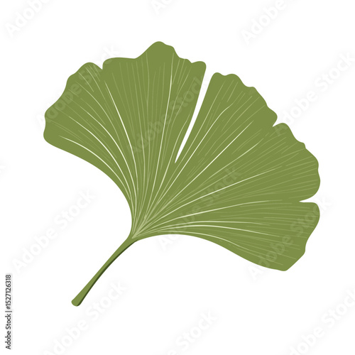 A Ginkgo Leaf illustration vector 2D flat, isolated on a white background.