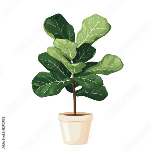 2D flat A Fiddle Leaf Fig Plant vector illustration, isolated on a white background.