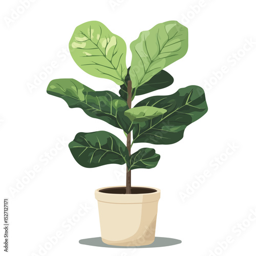 A Fiddle Leaf Fig Plant illustration vector 2D flat, isolated on a white background.