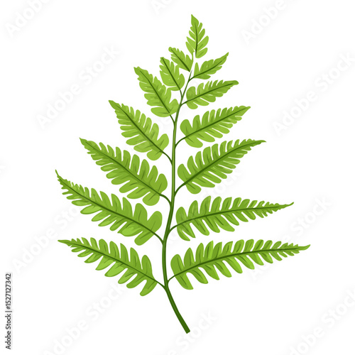 A Fern Plant 2D flat vector illustration, isolated on a white background.