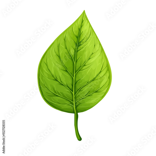 A Dogwood Leaf illustration vector 2D flat, isolated on a white background.