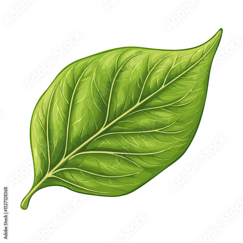 A Dogwood Leaf vector 2D flat illustration, isolated on a white background.
