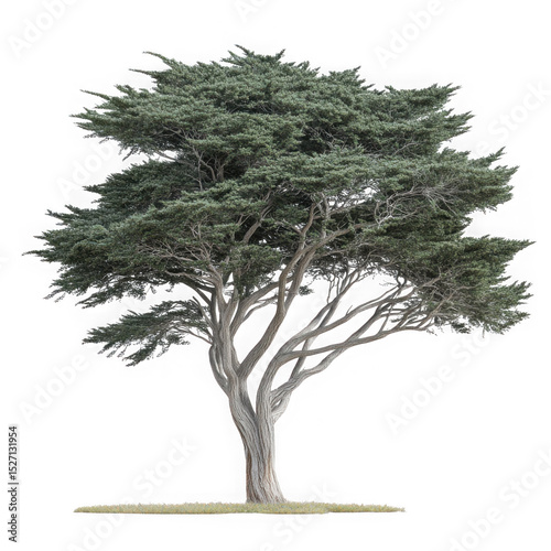 Majestic monterey cypress tree isolated on transparent background