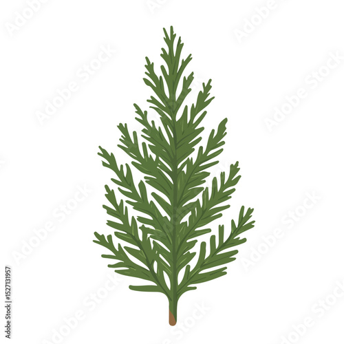 A Cedar Leaf illustration vector 2D flat, isolated on a white background.