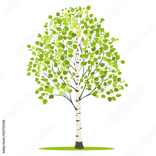 2D flat vector illustration of A Birch Tree, isolated on a white background.