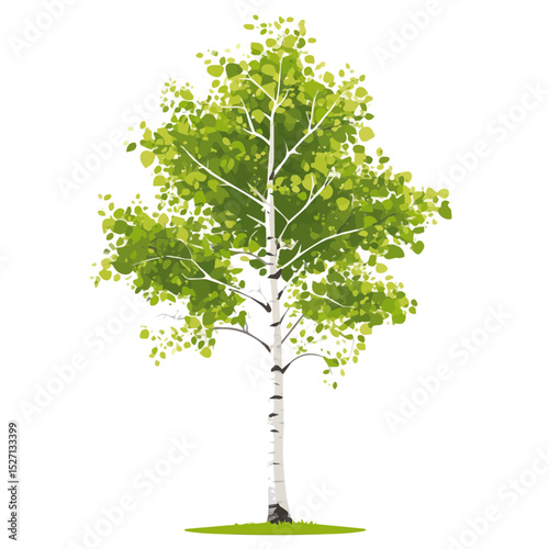A Birch Tree vector 2D flat illustration, isolated on a white background.
