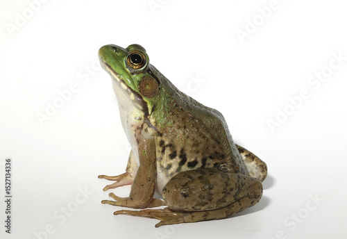 An alert green frog (Rana clamitans / Lithobates clamitans) sitting in an alert posture, looking upwards. 