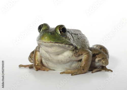 Принти на полотні Close-up of an adult green frog (Rana clamitans / Lithobates clamitans), a native amphibian common in eastern North America