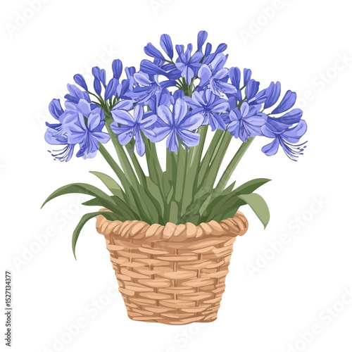 A Agapanthus Flower Basket illustration vector 2D flat, isolated on a white background.