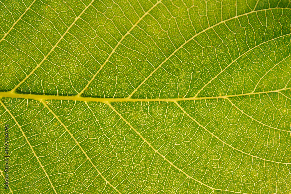 Obraz premium green leaf texture