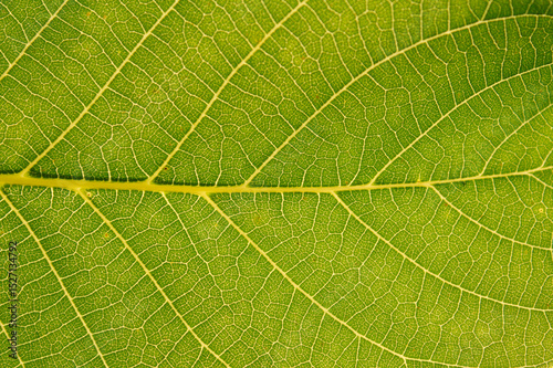 green leaf texture