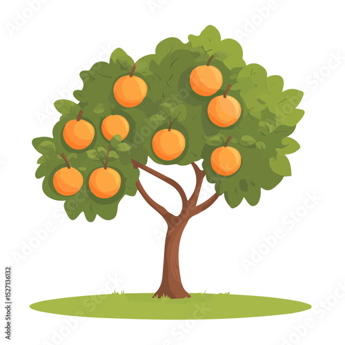 An Apricot Tree vector 2D flat illustration, isolated on a white background.