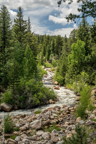 Fall River Cuts through Pine Trees in Rocky Mountain