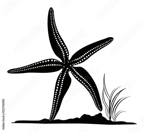 Elegant Silhouette of a Starfish with Intricate Details and Graceful Lines