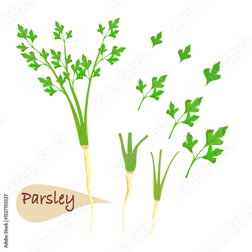 Green parsley is nutritious and tasty. Vector illustration on white background.