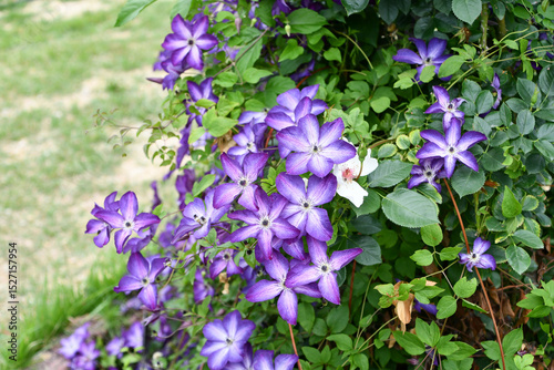 クレマチス「ヴェノサ・ヴィオラセア」 Clematis 'Venosa Violacea'