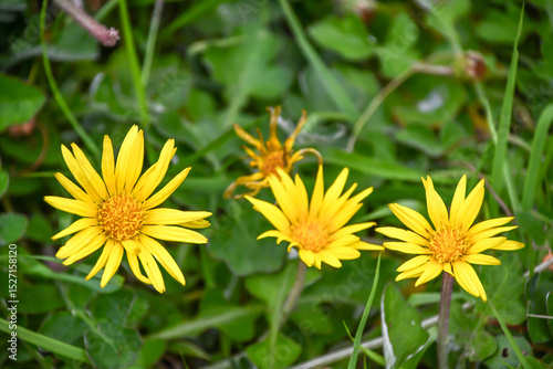 ワタゲハナグルマ　Cape weed