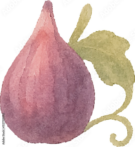 Watercolor Fig Illustration – Hand Painted Exotic Fruit Clipart on White Background | Generative AI
