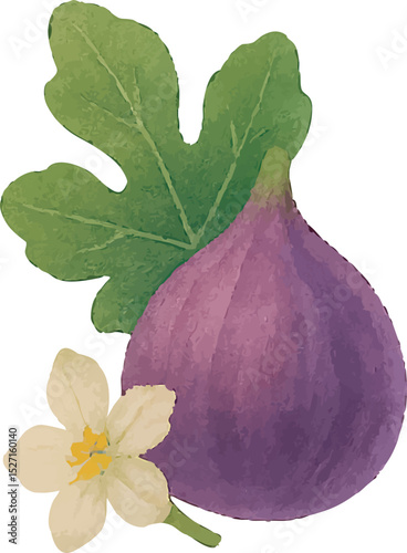 Watercolor Fig Illustration – Hand Painted Exotic Fruit Clipart on White Background | Generative AI