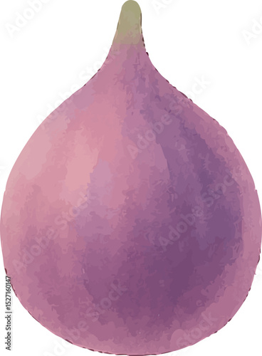 Watercolor Fig Illustration – Hand Painted Exotic Fruit Clipart on White Background | Generative AI