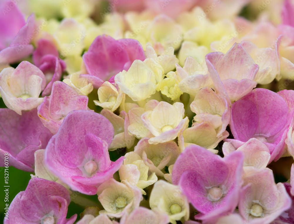 Obraz premium 雨に濡れた紫陽花