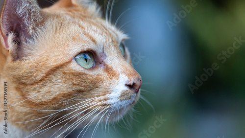 close up portrait of a cat
