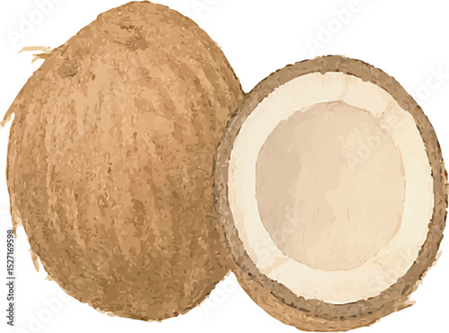 Watercolor Coconut Illustration – Hand Painted Tropical Fruit Clipart on White Background | Generative AI
