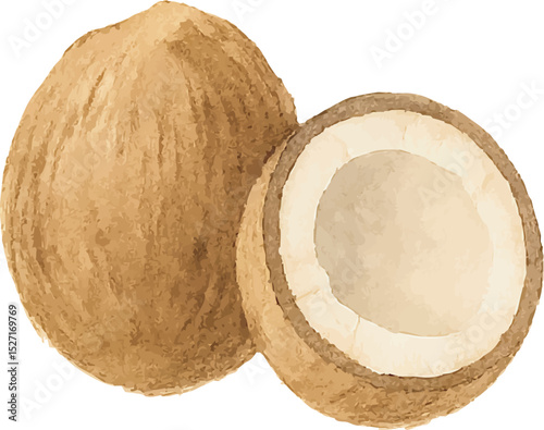 Watercolor Coconut Illustration – Hand Painted Tropical Fruit Clipart on White Background | Generative AI