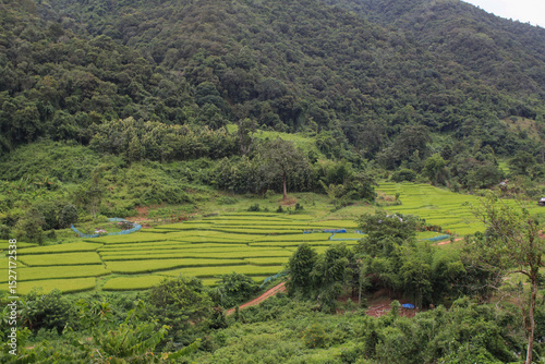 Green rice field in mountain valley. Beautiful natural landscape in rainy season. Agriculture industry.