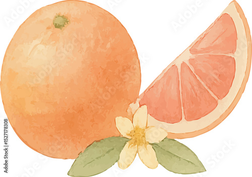 Watercolor Grapefruit Illustration – Hand Painted Citrus Fruit Clipart on White Background | Generative AI