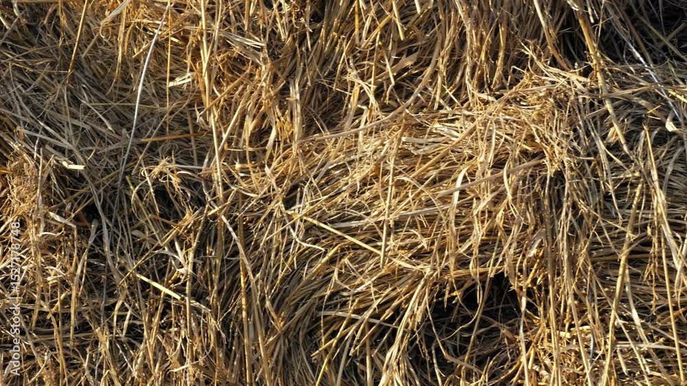 Hay straw yellow texture background Hay straw yellow texture background